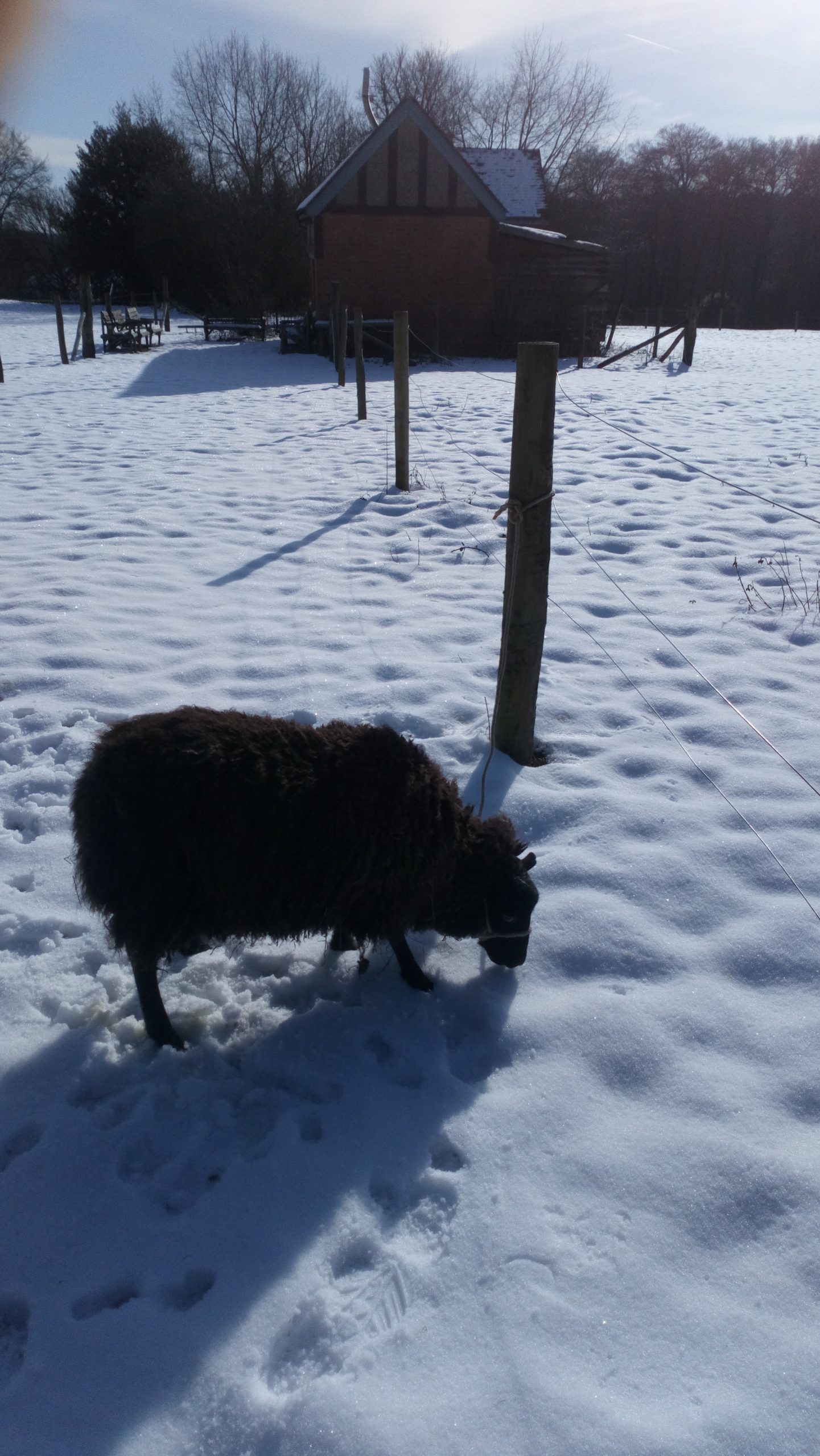 British Shetland Felting Wool from our own sheep - undyed natural colours - Image 5