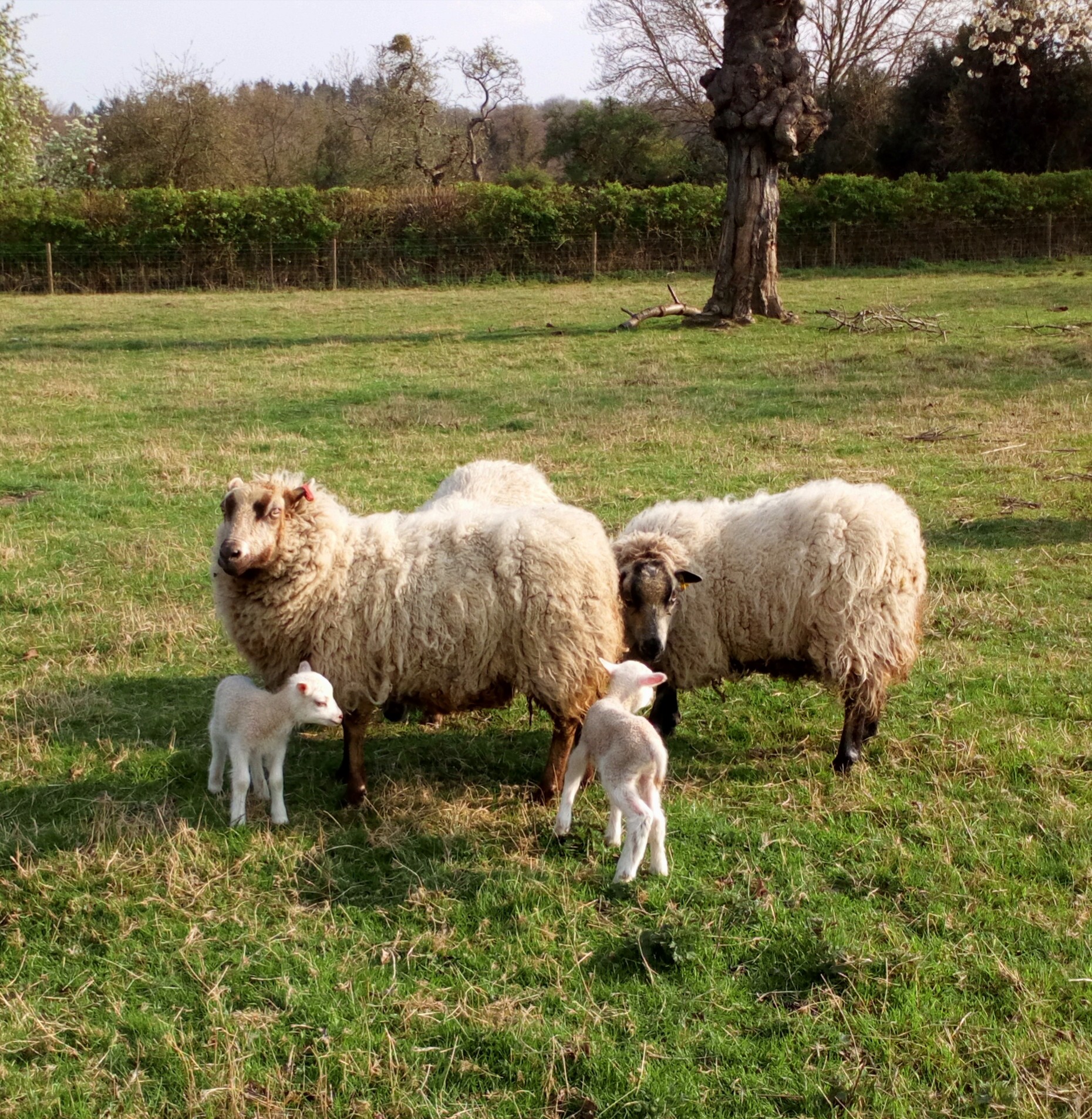 British Shetland Felting Wool from our own sheep - undyed natural colours - Image 4