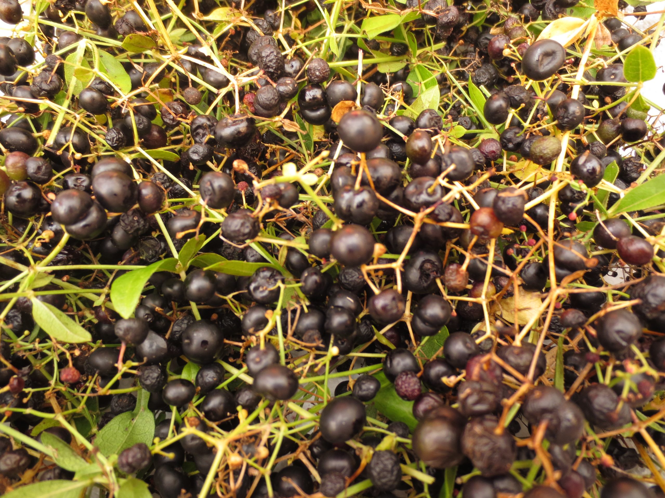 Organic Dye Plant Seeds - Image 2