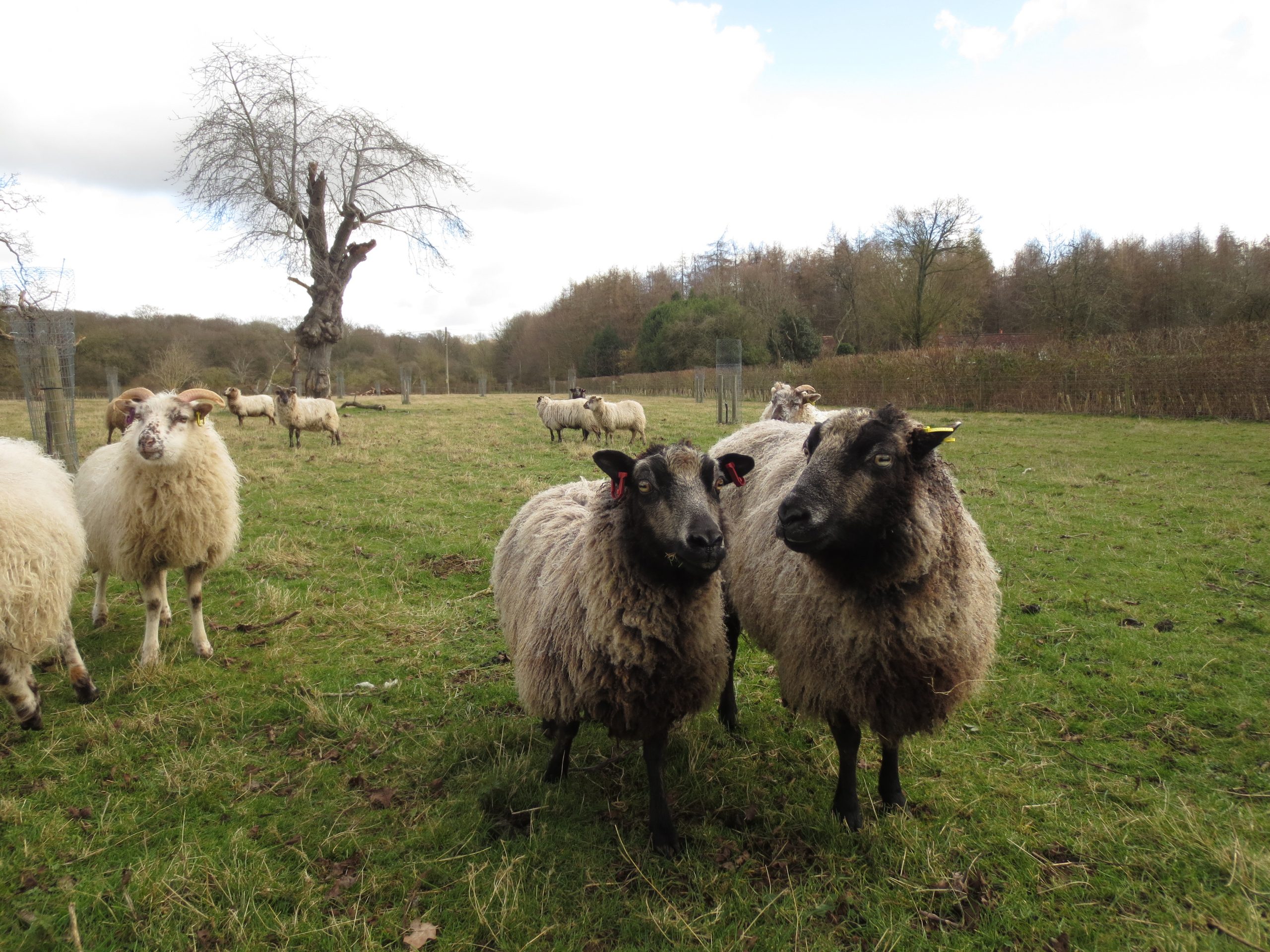 British Shetland Felting Wool from our own sheep - undyed natural colours - Image 3