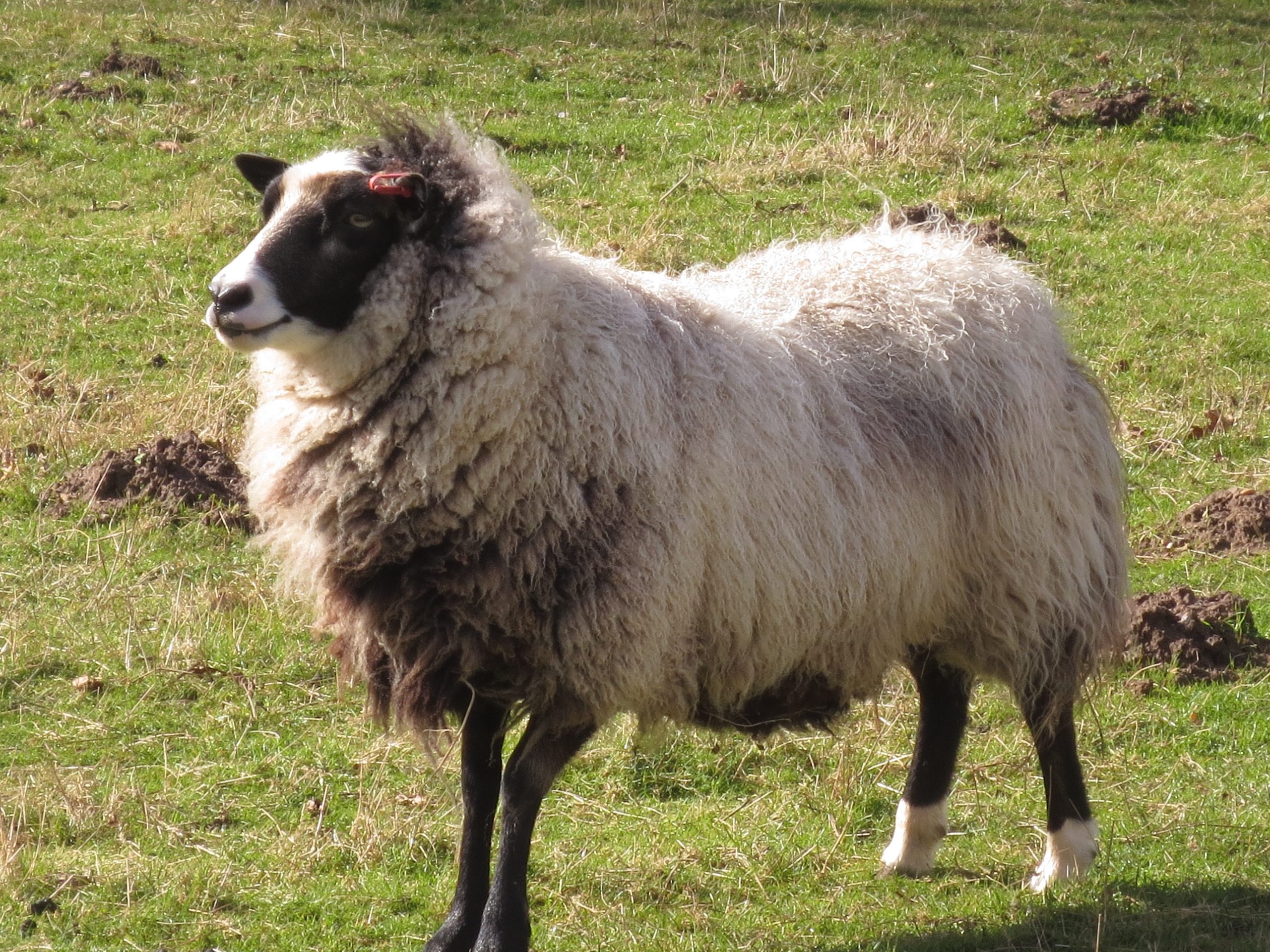 British Shetland Felting Wool from our own sheep - undyed natural colours - Image 2