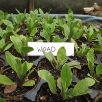 Dye Plants - Woad Plants, Madder Plants, Saw-wort Plants Organically Grown