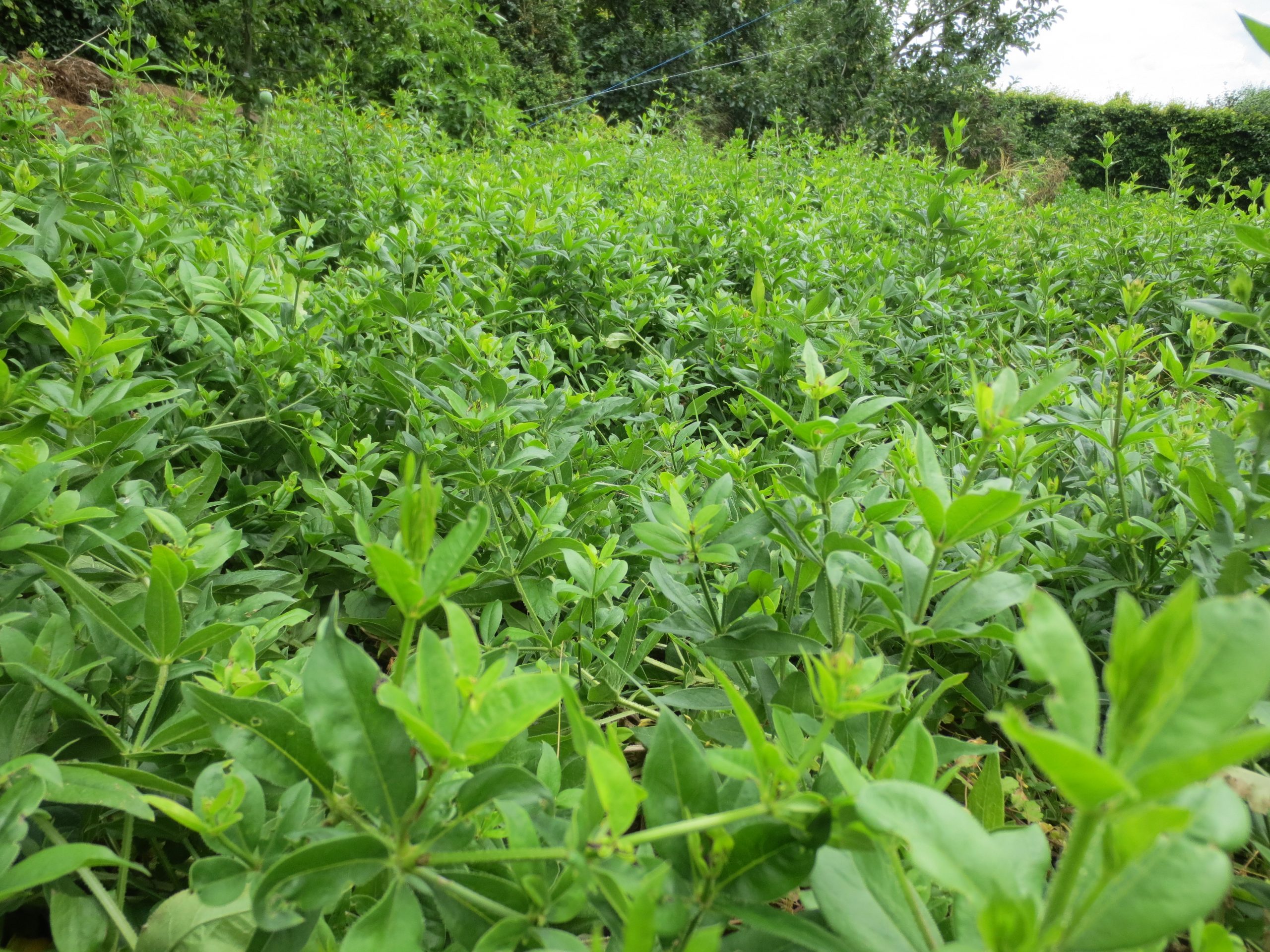 Organic Dye Plant Seeds - Image 3