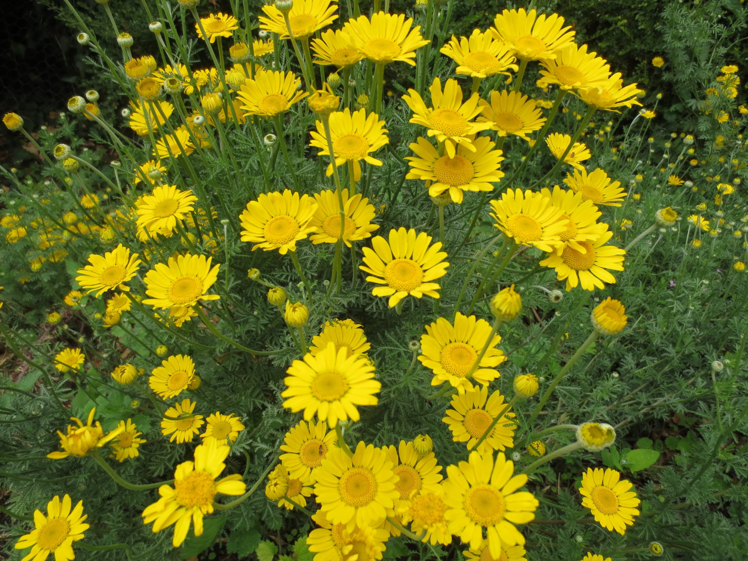 Organic Dye Plant Seeds - Image 7