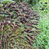 Organic Dye Plant Seeds