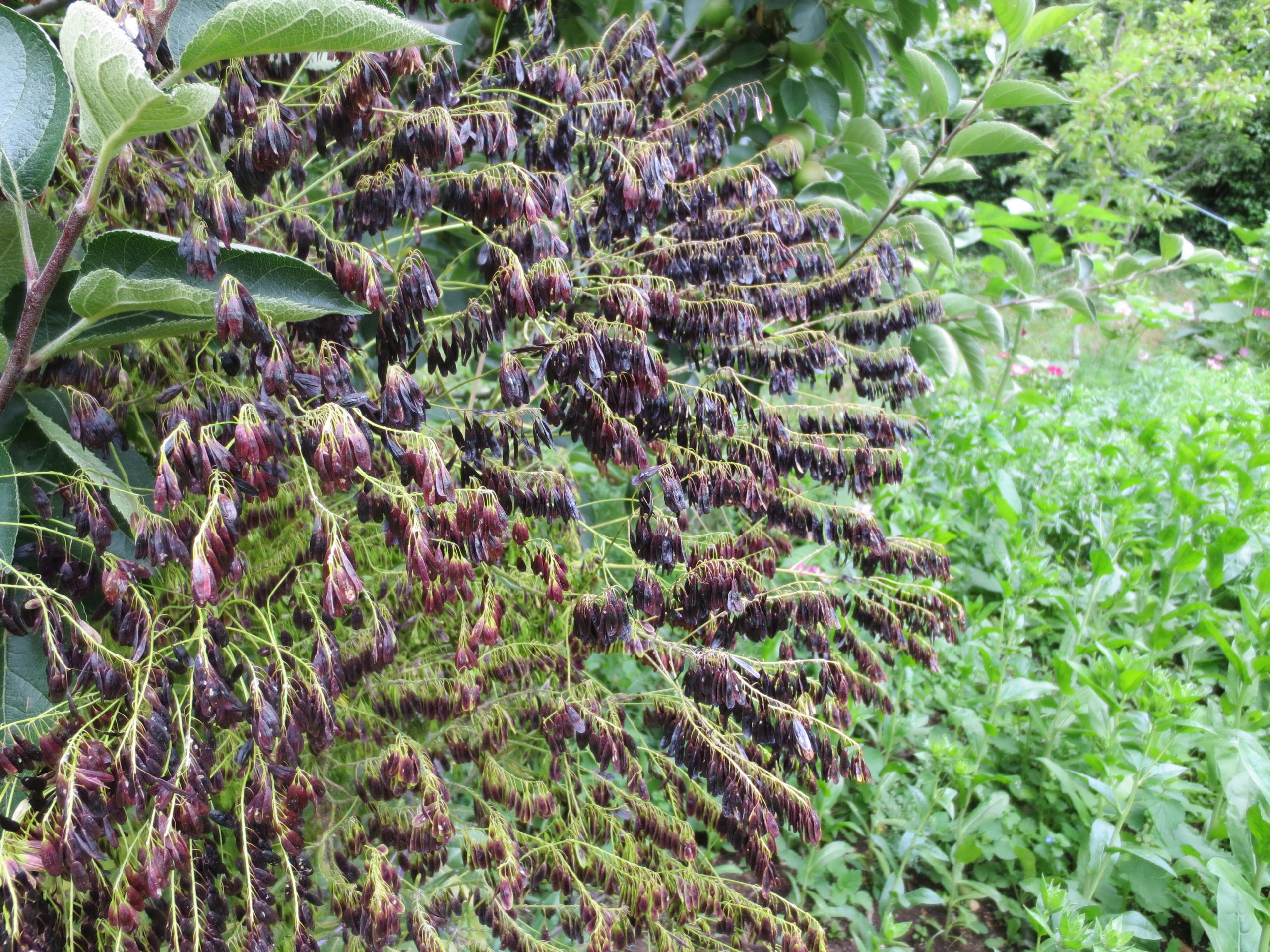 Organic Dye Plant Seeds