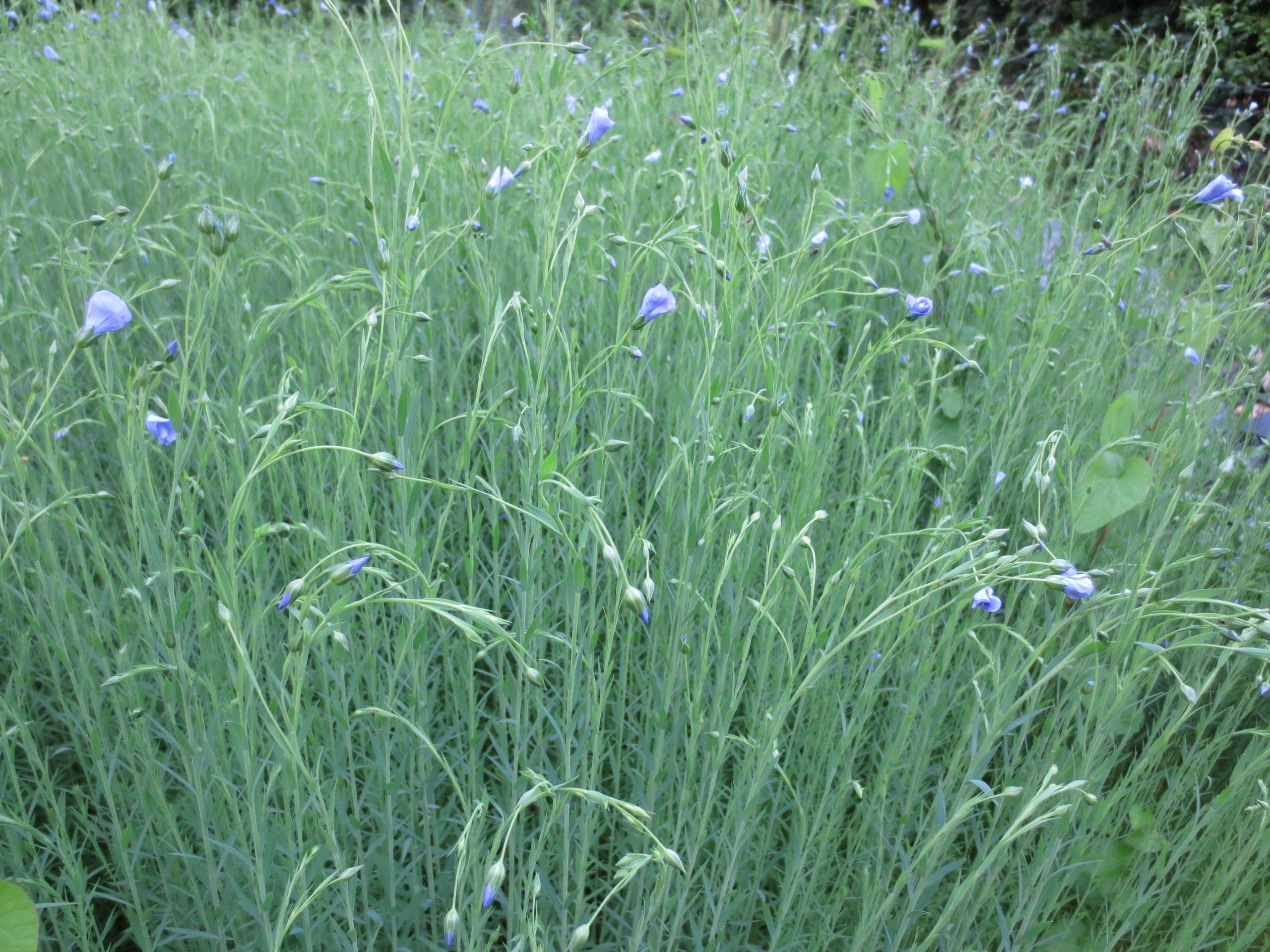 Organic Dye Plant Seeds - Image 8