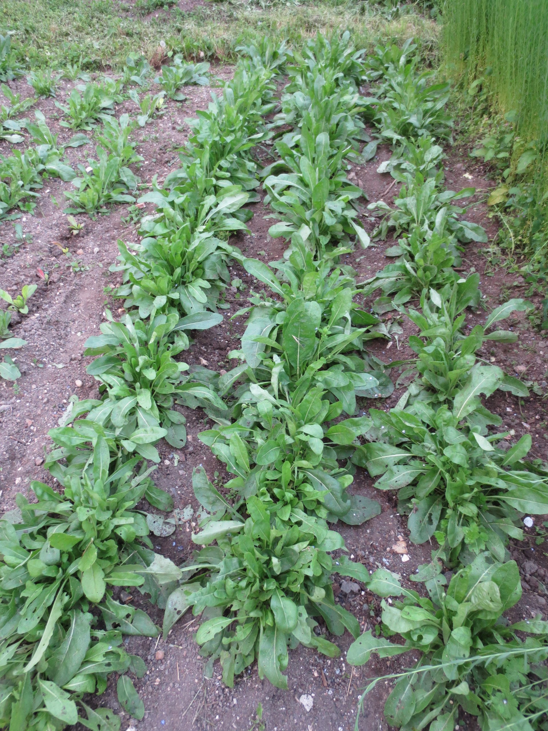 Organic Dye Plant Seeds - Image 6