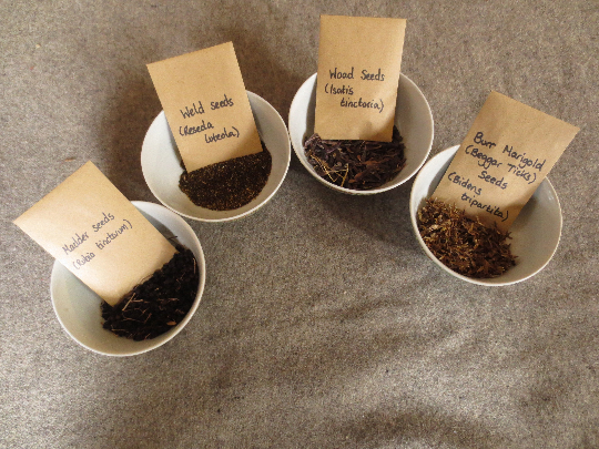Organic Dye Plant Seeds - Image 4