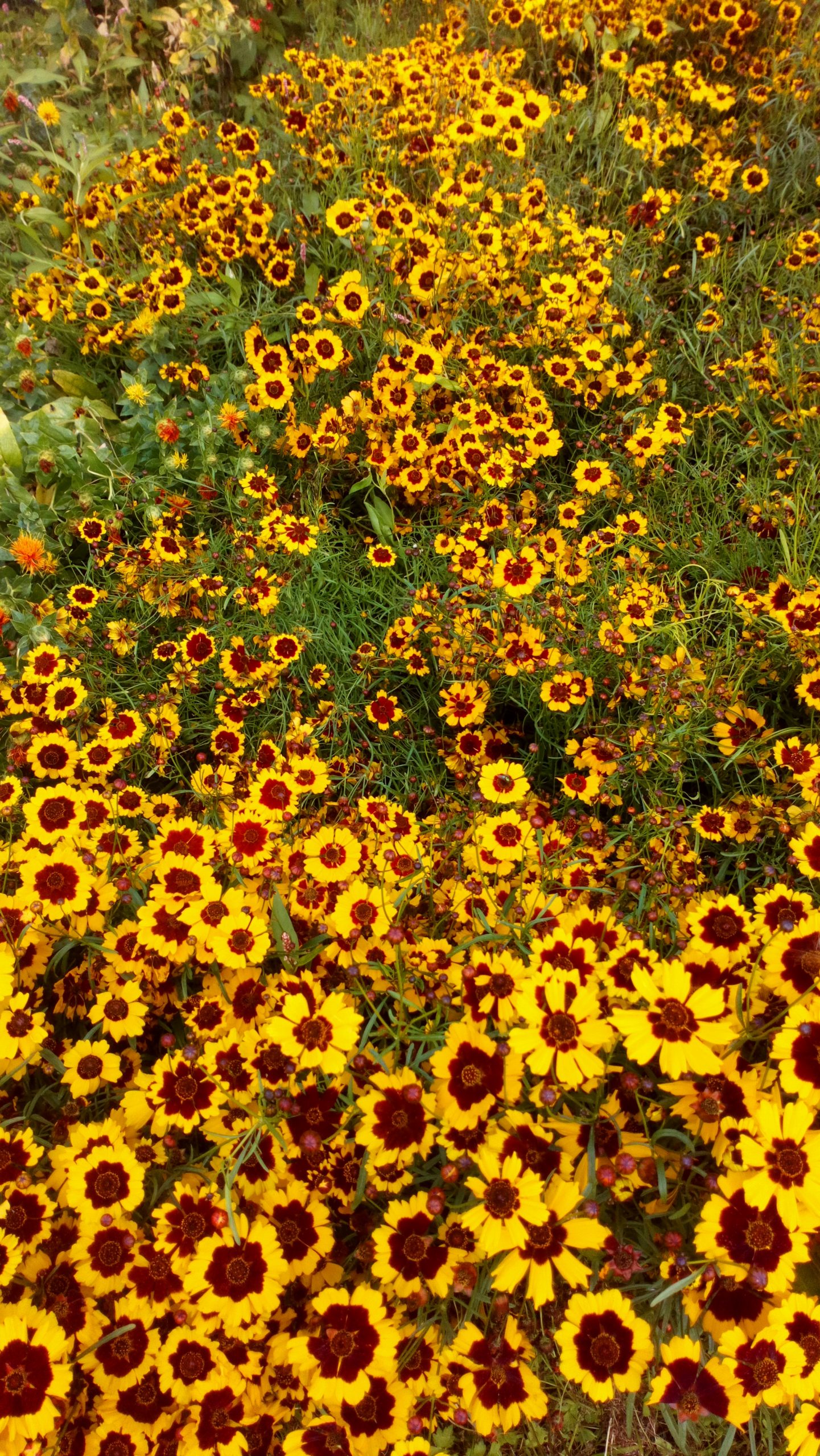 Organic Dye Plant Seeds - Image 10