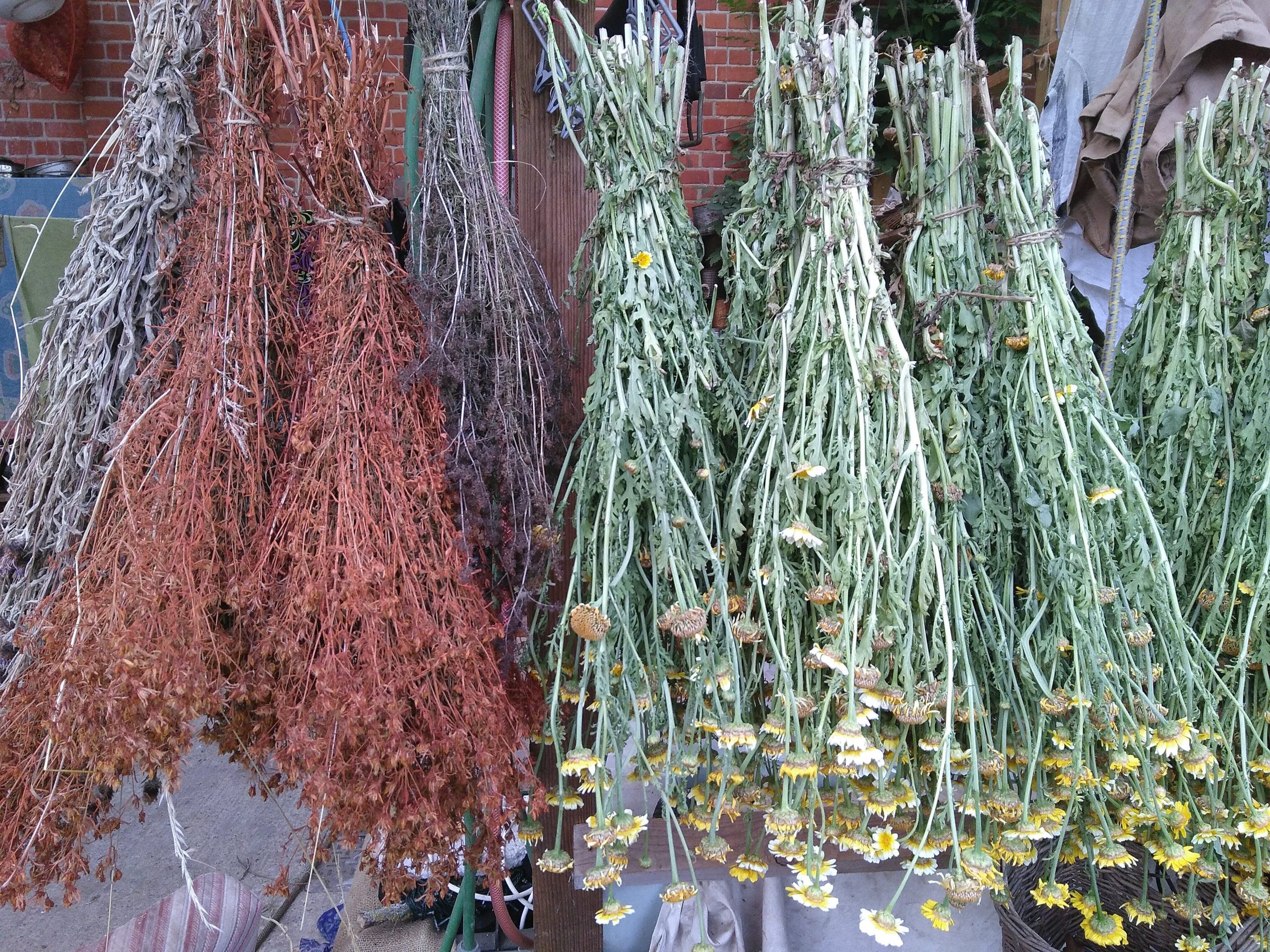 Natural Dyestuffs - Organic, Sustainably Harvested and UK Grown Dyes - Image 21