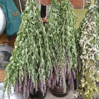 Natural Dyestuffs - Organic, Sustainably Harvested and UK Grown Dyes