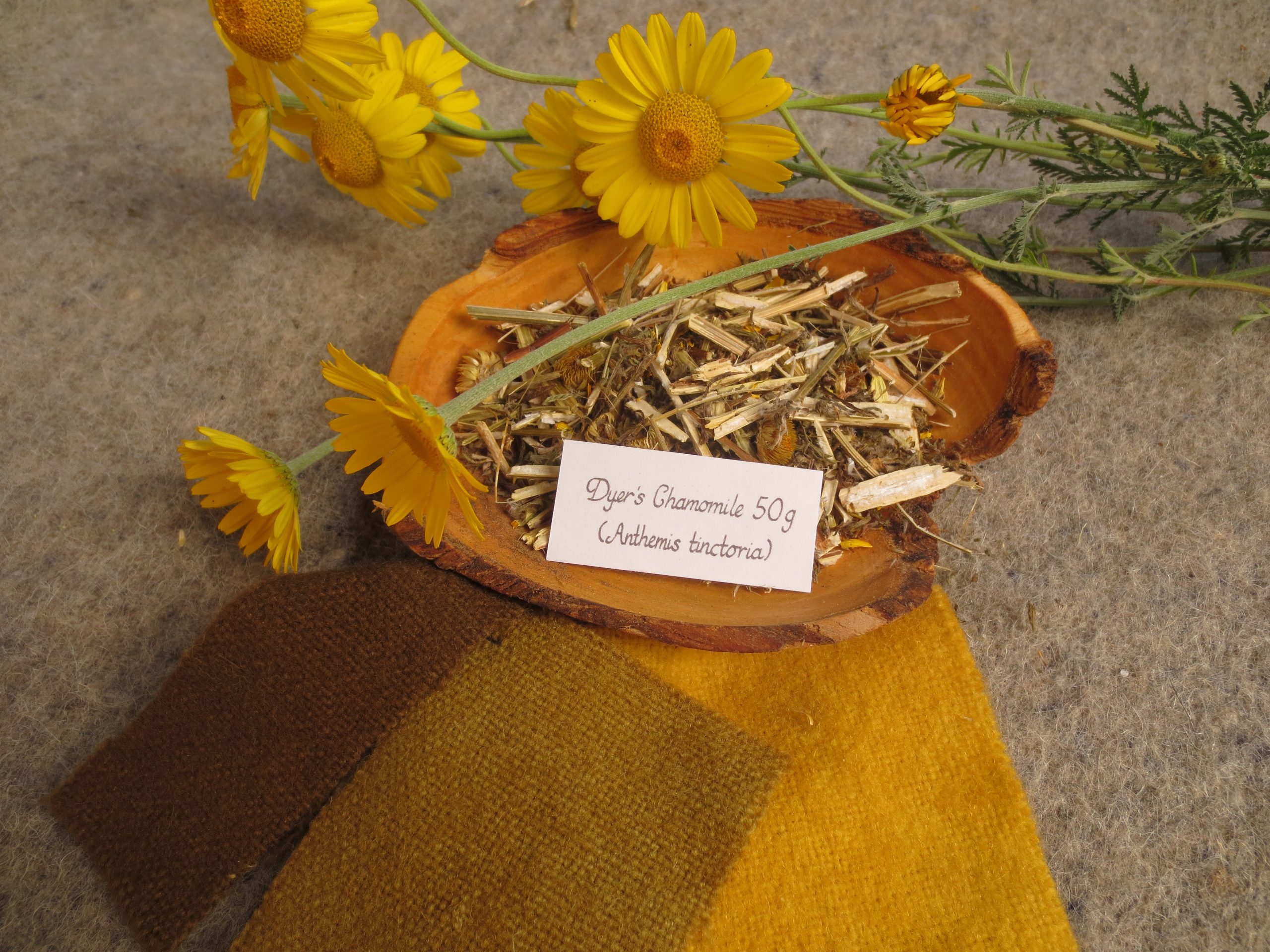 Bowl of dried Dyer's Chamomile with yellow, olive and brown samples