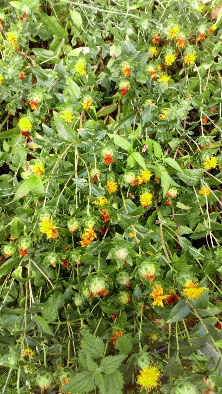 Organic Dye Plant Seeds - Image 11