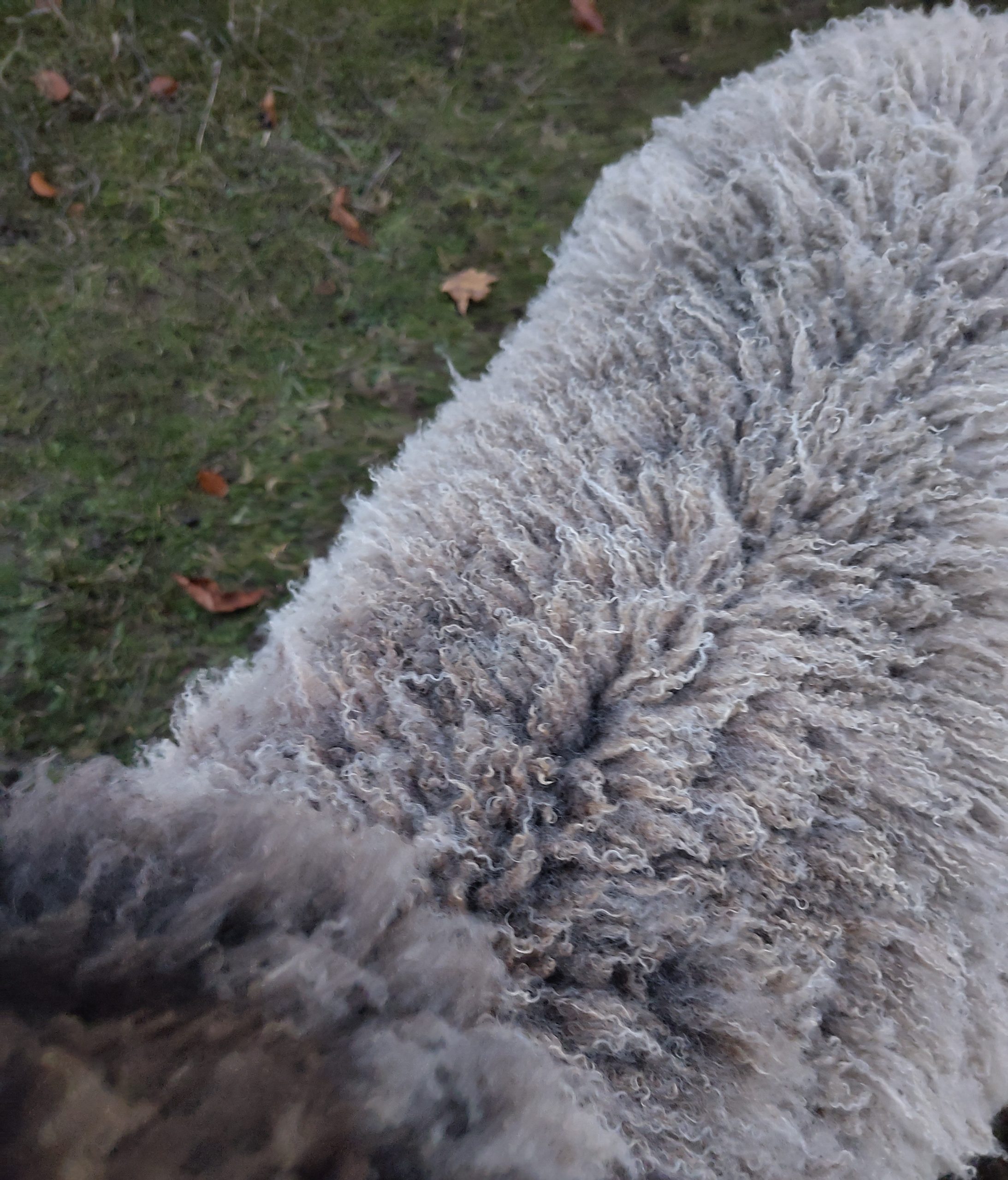 Organic Handspun Shetland x Boreray Wool yarn (Aran to Chunky!) - Image 22