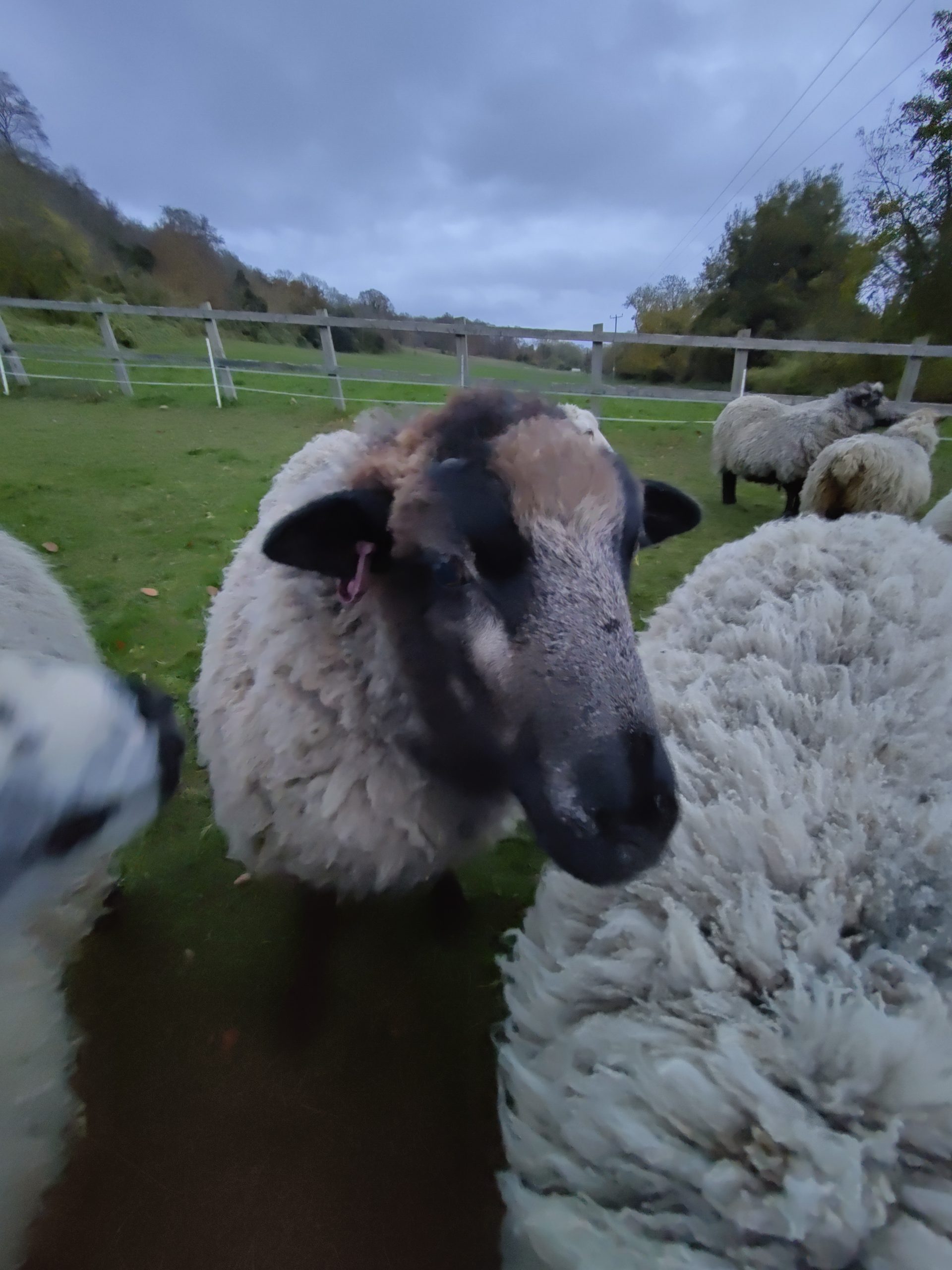 Head shot of a sheep